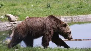 Niedźwiedzie brunatne jesienią zasilą szeregi poznańskiego Nowego ZOO