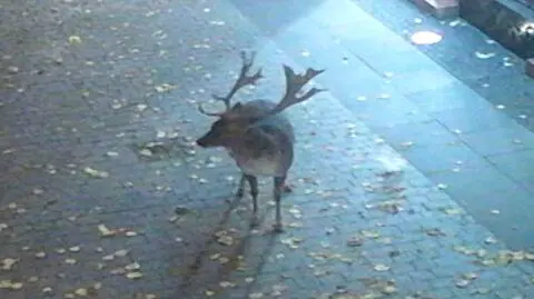 Nocne życie daniela. Zwierzę na spacerze w centrum Pucka