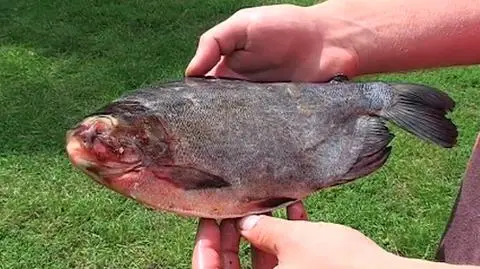 Wędkarz z Nysy złapał drapieżną piranię