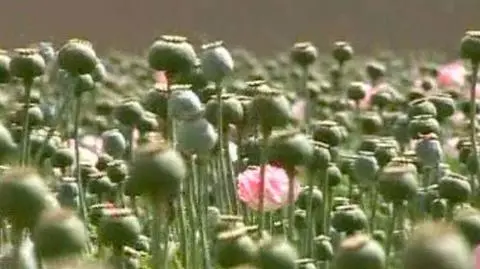 Afganistan: rekordowa produkcja opium