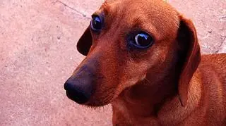 Miejski pies - zmęczony, apatyczny, leniwy - zupełnie inny, niż jego kolega z wiejskiego podwórka. Ale jest już na to rada - znani ze swej zapobiegliwości Japończycy, żeby przynieść czworonogom ulgę od aglomeracyjnego stresu, otworzyli dla nich bar tlenowy. (Reuters)