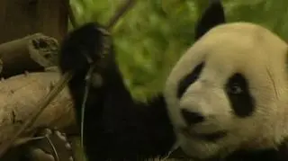 Szok po katakliźmie przeżywają nie tylko ludzie, ale także zwierzęta. W Chinach prowadzona jest specjalna terapia dla pand, które przeżyły majowe trzęsie ziemi w prowincji Syczuan. Zwierzęta nadal są w szoku i źle reagują na ostre dźwięki, a małe pandy, które urodziły się z powodu stresu zbyt wcześnie przebywają w inkubatorach (APTN)