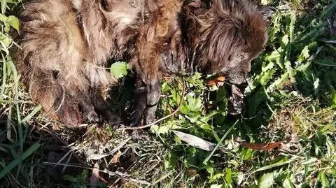 Tryńcza. Strażacy wyłowili z Wisłoka worek z psem. Życia zwierzęcia nie udało się uratować