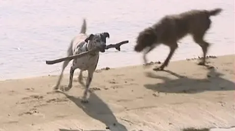 Psia plaża w Gdyni