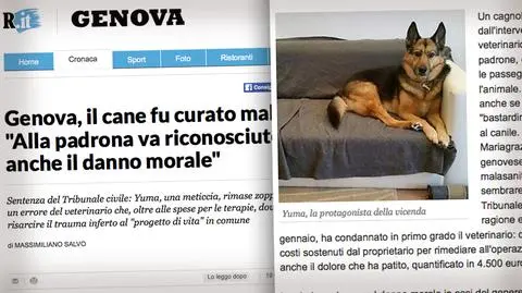 Włochy. Pies ofiarą błędu lekarskiego, sąd przyznał odszkodowanie