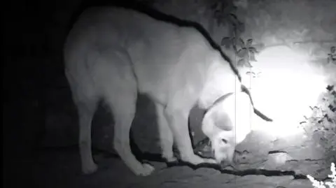 Diego był zagłodzony. Został odebrany przez inspektorów. Sprawa trafiła do prokuratury