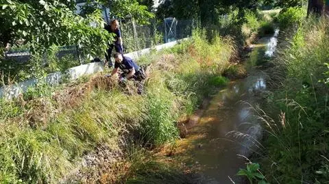 Martwe szczenięta wyciągnął z wody patrol straży miejskiej