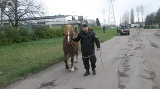 Strażnicy złapali konia