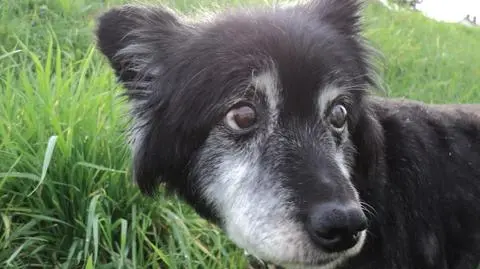 Dwa miesiące czekał na pana przy ulicy. Wierny kundelek ma nowy dom 

