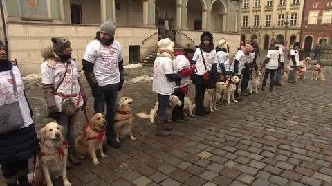 W Poznaniu kwestowały również psy rasy Golden Retriever