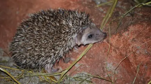 Nowe maluchy we wrocławskim zoo: oto jeże uszate