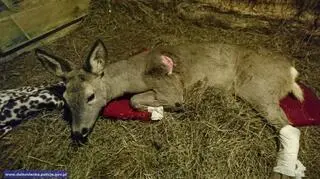 Sarnę potrąconą przez samochód uratowali dzielnicowi