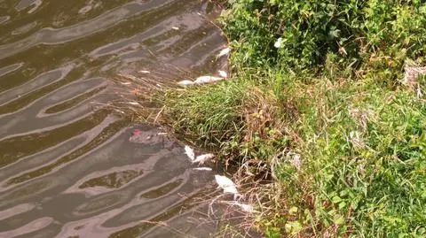 Ryby w Odrze zabił brak tlenu