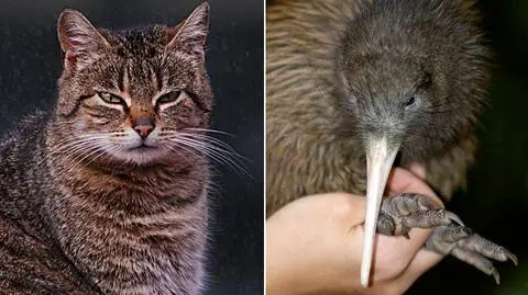 Antykocia krucjata w Nowej Zelandii. Bo mordują kiwi