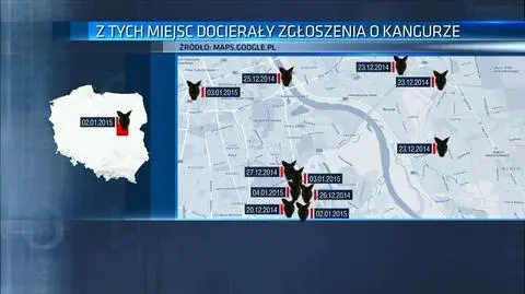 W pogoni za kangurem