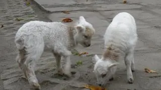 Dwie małe owce bretońskie w poznańskim Starym Zoo