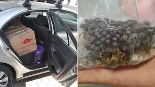 Rosjanin w kartonach przewoził 17 żywych koralowców 