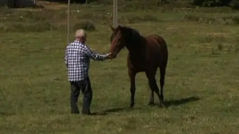 Koń jest cały i zdrowy