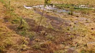 Jeden z sadów skontrolowanych przez NIK. Wprawne oko wypatrzy drzewka owocowe