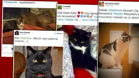 Światowy Dzień Kota