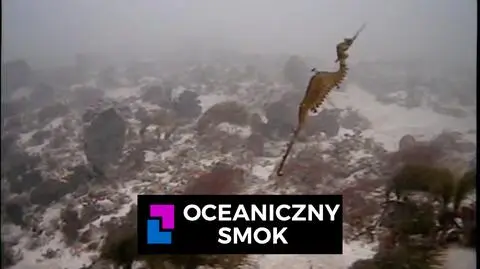 Oceaniczny smok