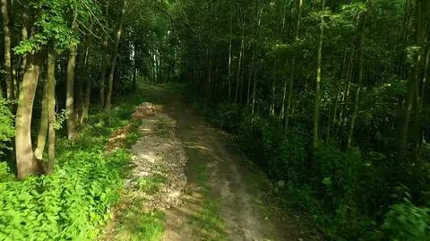 Las w którym znaleziono ciało 10-letniej dziewczynki. Śledczy szukają zabójcy lub zabójców