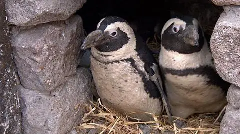 Te pingwiny nie lubią mrozu. "Rzadko wychodzą na śnieg"