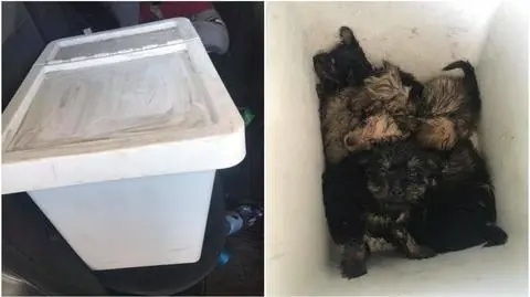 Szczeniaki były niemal ugotowały się w plastikowym pudle