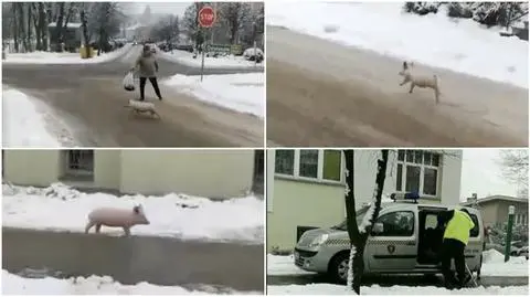 Mała świnka biegała po ulicy w Ostrzeszowie