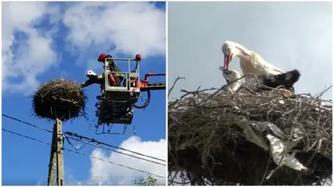 Na ratunek bocianowi. W akcji był podnośnik