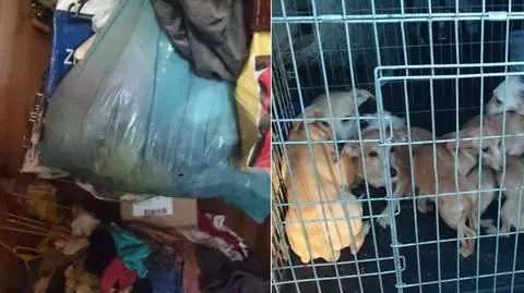 Mieszkanie jak wysypisko: góra śmieci, dwoje dorosłych i ponad 20 psów