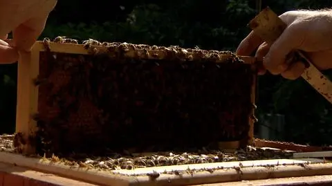 Dziś Światowy Dzień Pszczół 