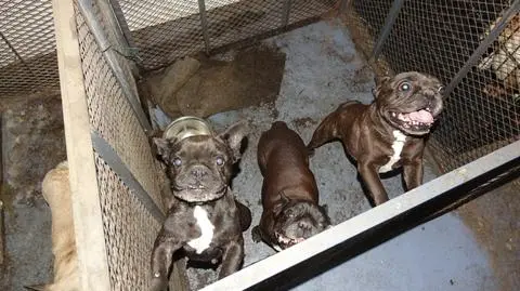 Częstochowa. Skandaliczna psuedohodowla buldogów