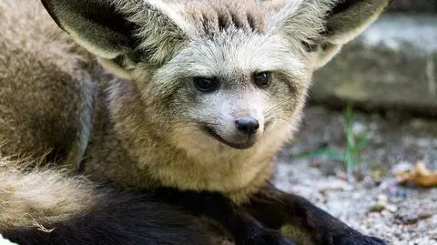 Otocjony nowymi lokatorami w krakowskim zoo. "Na razie są jeszcze nieśmiałe"