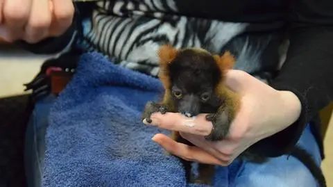 Mały lemur z poznańskiego zoo pod opieką mamki