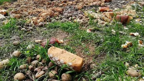 Pieczywo wyrzucone w lesie w Siemianowicach Śląskich