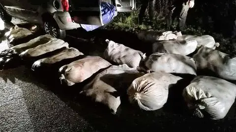 Ukradli karpie w pierwszy dzień świąt