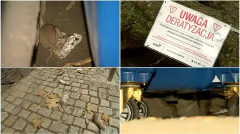 Na wrocławskim Rynku dziesiątki martwych gryzoni