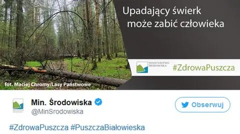 Kampania ministerstwa i świerk, który może zabić. Reakcje internautów