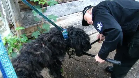 Polish parliament passes new law extending punishment for cruelty to animals