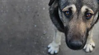 Krakowskie schronisko