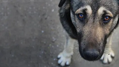 Zabijali psy na smalec. Tłumaczyli się biedą