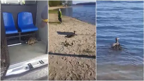 Szczecinek: Straż Miejska pomogła kaczkom