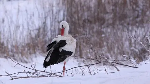 Bocian pojawił się w okolicach Tczewa