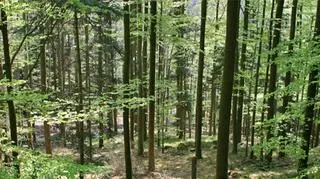 18.06 | Polskie lasy płoną 10 tys. razy w roku. Prawie wszystkie pożary wybuchają z winy człowieka (sxc.hu)