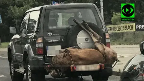 Wiózł padlinę na uchwycie na rowery. Grozi mu dotkliwa kara.