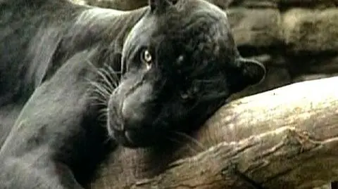 Kamery wymierzone w jaguary