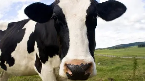 Milion dolarów za krowę