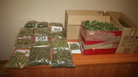 Znaleźli 4,5 kg marihuany. "To miały być ostatnie zbiory"