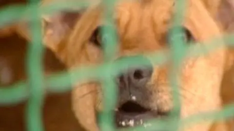 Wciąż nie ma nowelizacji prawa o bezdomnych zwierzętach